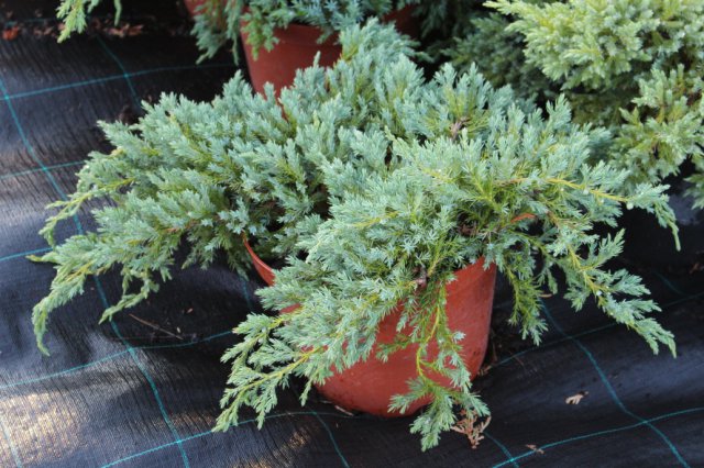 Juniperus squamata 'Blue Carpet C7,5